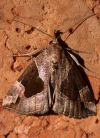 Flowing-line Snout